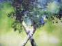 Old Growth